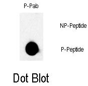 AP12755PU-N - B-Raf proto-oncogene