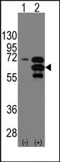 AP13281PU-N - Alpha-Internexin