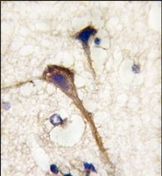 AP13281PU-N - Alpha-Internexin