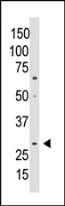 AP13230PU-N - WISP2