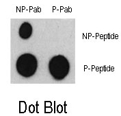 AP12808PU-N - ATF2