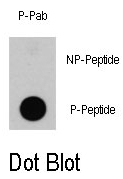 AP12828PU-N - B-Raf proto-oncogene