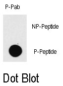 AP12829PU-N - EGFR / ERBB1