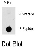 AP12836PU-N - PAK1