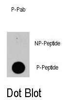 AP12879PU-N - PIK3CD