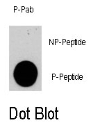 AP12880PU-N - PIK3CG