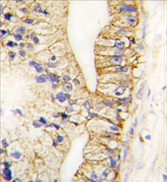 AP11466PU-N - Cadherin-7