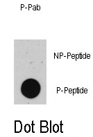 AP12907PU-N - TP53 / p53