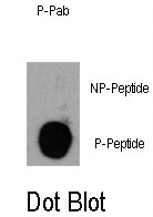 AP12908PU-N - PIK3CD