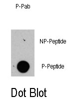 AP12910PU-N - RAPTOR