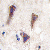 AP11470PU-N - Cadherin-12