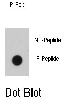 AP12922PU-N - EGFR / ERBB1