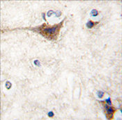 AP11487PU-N - Cadherin-10