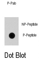 AP12936PU-N - CDC25A