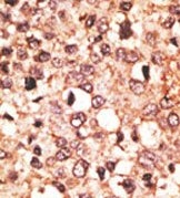 AP13097PU-N - Cryptochrome-1