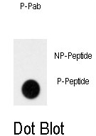 AP12965PU-N - GIT1