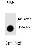 AP12972PU-N - GFAP