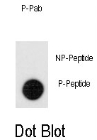 AP12974PU-N - LEO1