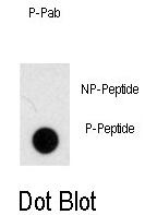 AP12975PU-N - NOMO1