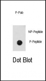 AP13023PU-N - CDK2