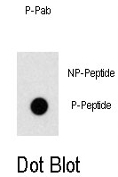 AP12986PU-N - OSR1 / ODD