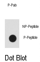 AP13006PU-N - IRS2