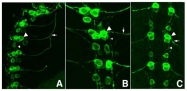 R1091P - GFP