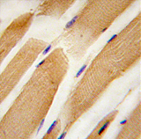 AP11506PU-N - alpha 1 cardiac muscle Actin / ACTC1