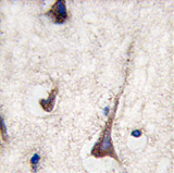 AP11514PU-N - CD3 gamma chain