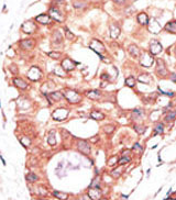 AP11525PU-N - CD282 / TLR2