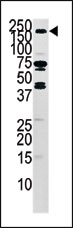 AP12648PU-N - HGF receptor