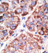 AP11537PU-N - CD286 / TLR6