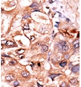 AP12652PU-N - RELA / NF-kB p65