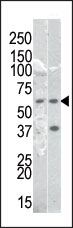 AP12653PU-N - RELA / NF-kB p65