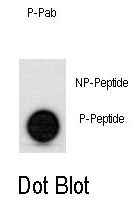 AP12672PU-N - TP53 / p53