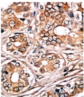 AP12697PU-N - Retinoblastoma-associated protein / RB1