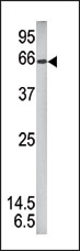 AP12715PU-N - STAT1