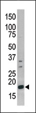 AP12545PU-N - Histone H3