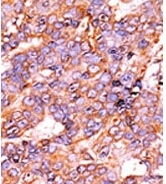 AP12545PU-N - Histone H3