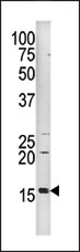 AP12546PU-N - Histone H3