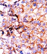 AP12546PU-N - Histone H3