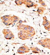 AP11568PU-N - GJA1 / Cx43