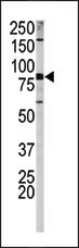 AP12564PU-N - Amyloid beta A4 protein / APP