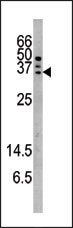 AP12574PU-N - Caspase-6