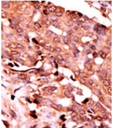 AP12574PU-N - Caspase-6