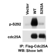 AP12579PU-N - CDC25A