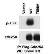 AP12581PU-N - CDC25A