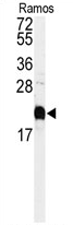 AP11605PU-N - Calmodulin