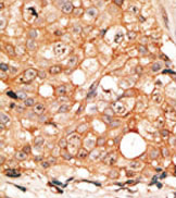 AP11605PU-N - Calmodulin
