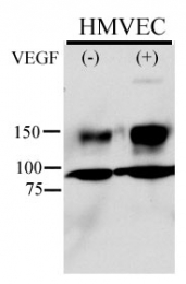 AP12614PU-N - CD309 / VEGFR-2 / Flk-1